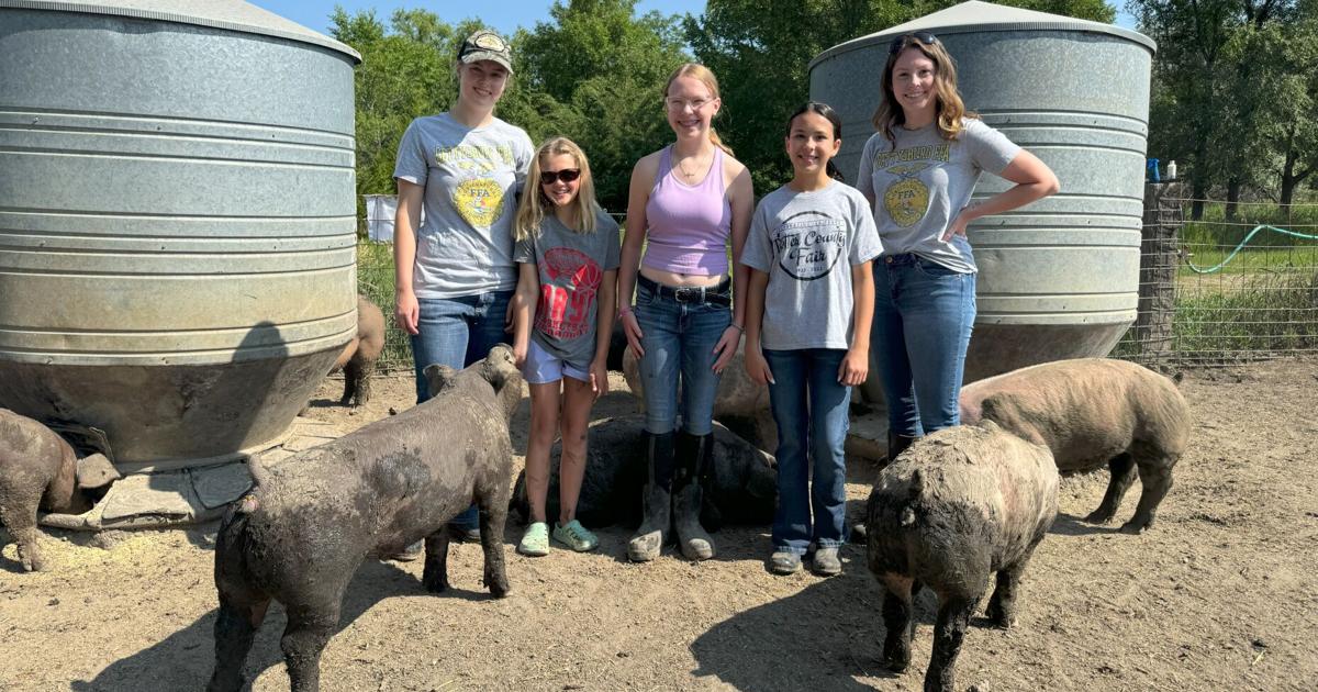 Pig Rearing Project Pig project connects kids of all backgrounds with raising, showing ...