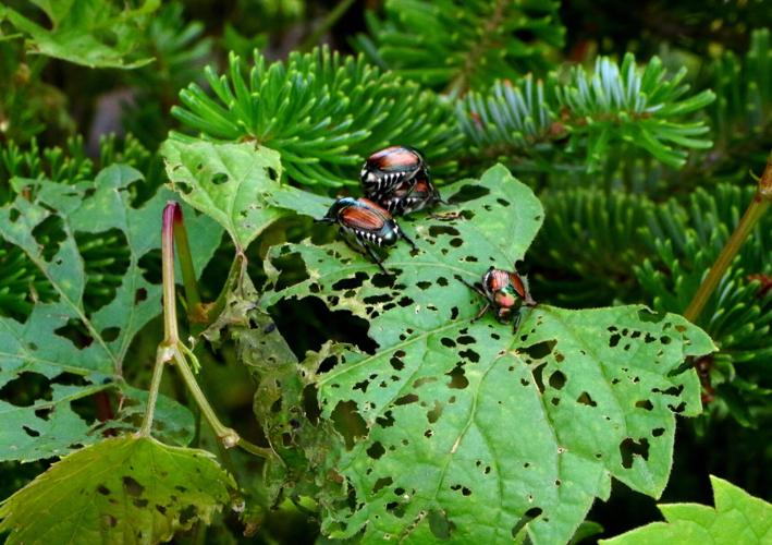 Beetles