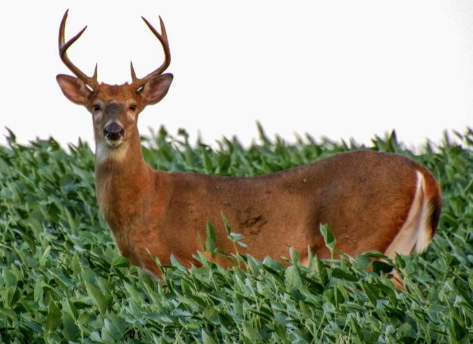 Deer