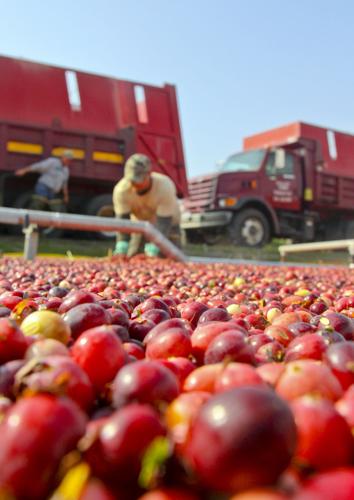 Cranberry Harvest
