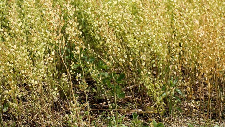 Pennycress shows potential in the Midwest