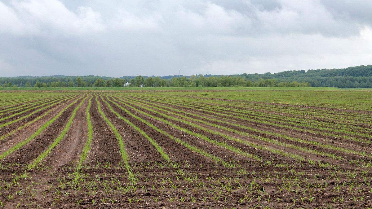 Corn emerging