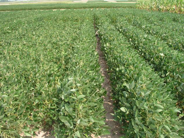 Soybean field
