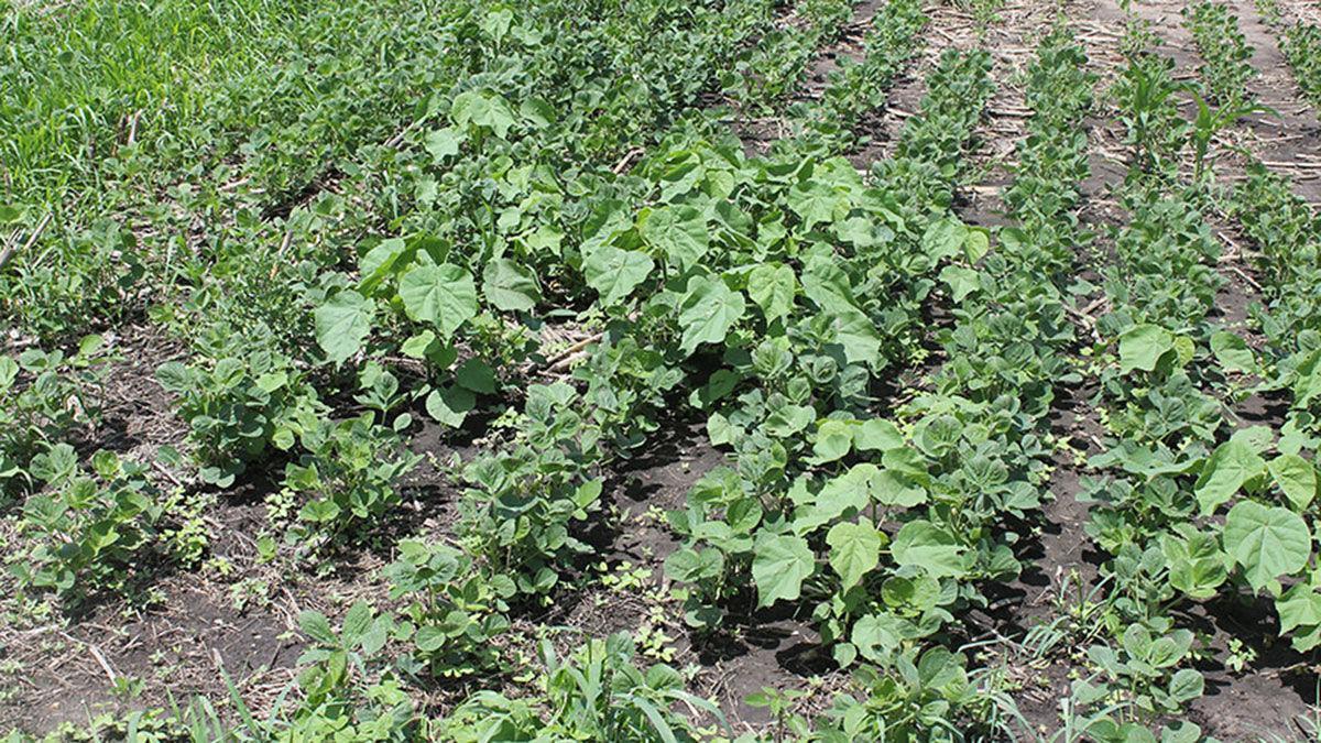 Weeds in soybeans