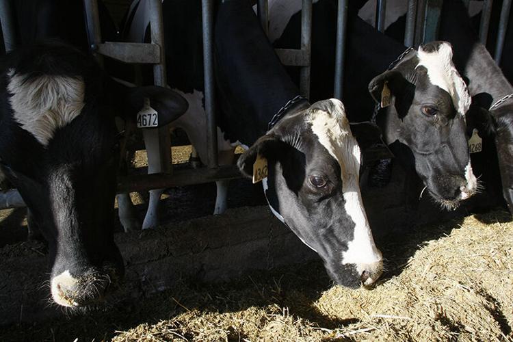 Dairy cattle feeding