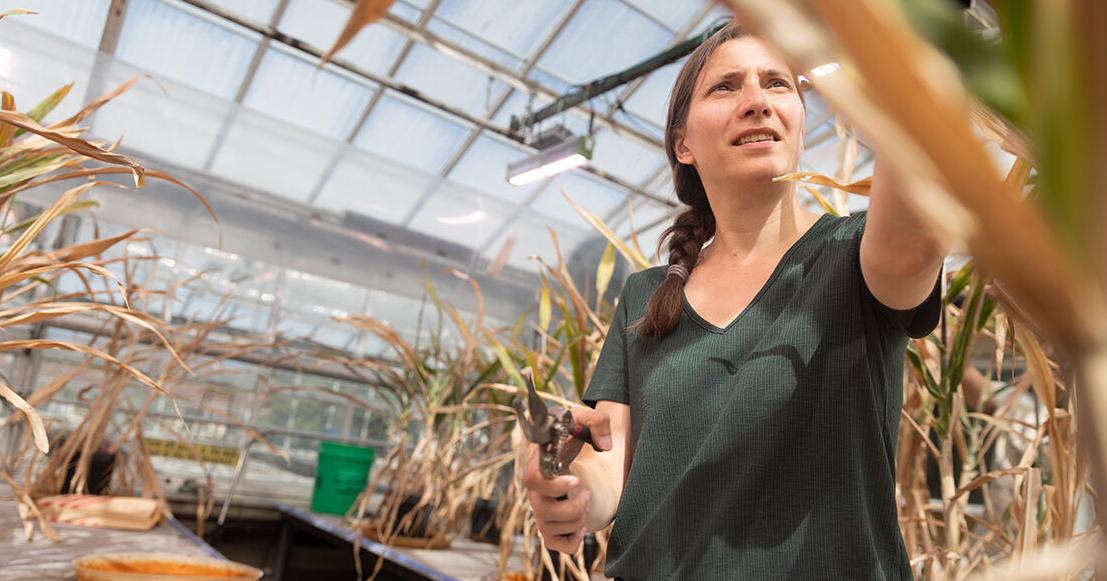 Choose lighter fare for cattle, microbes