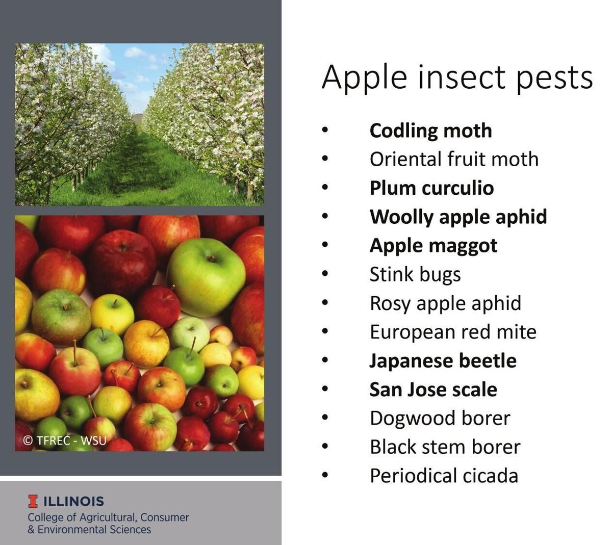 Apple insect pests