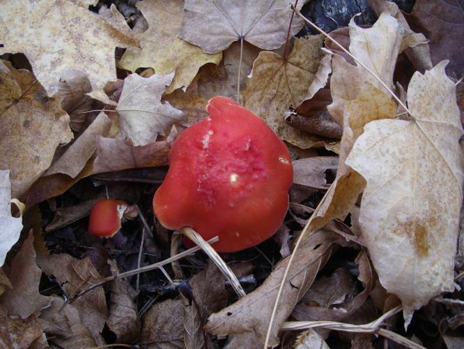 Red mushroom