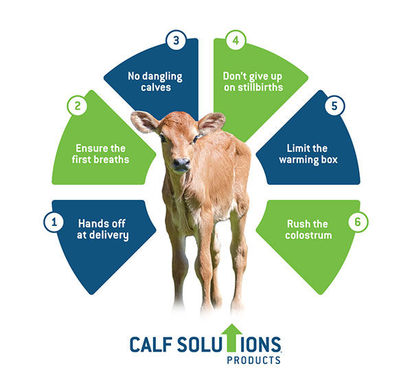 The first 15 minutes: Why they matter to newborn calves