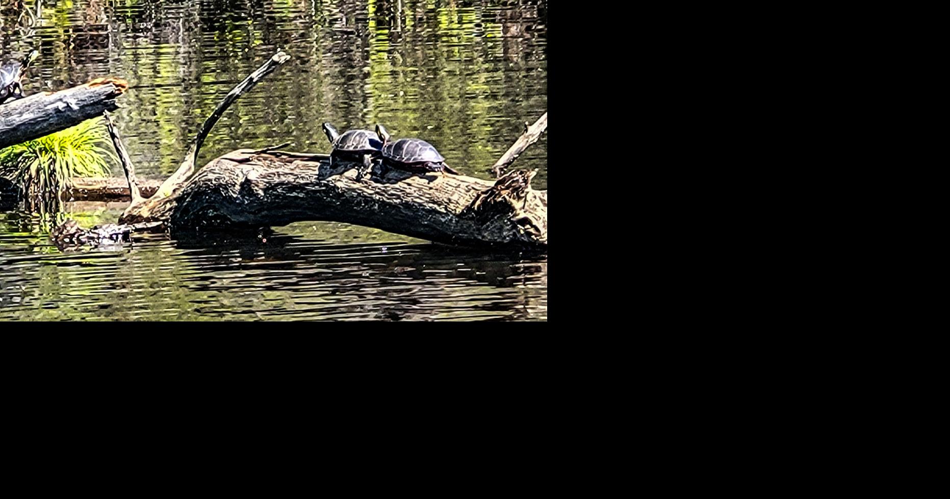 Turtles