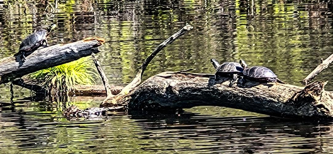 Turtles