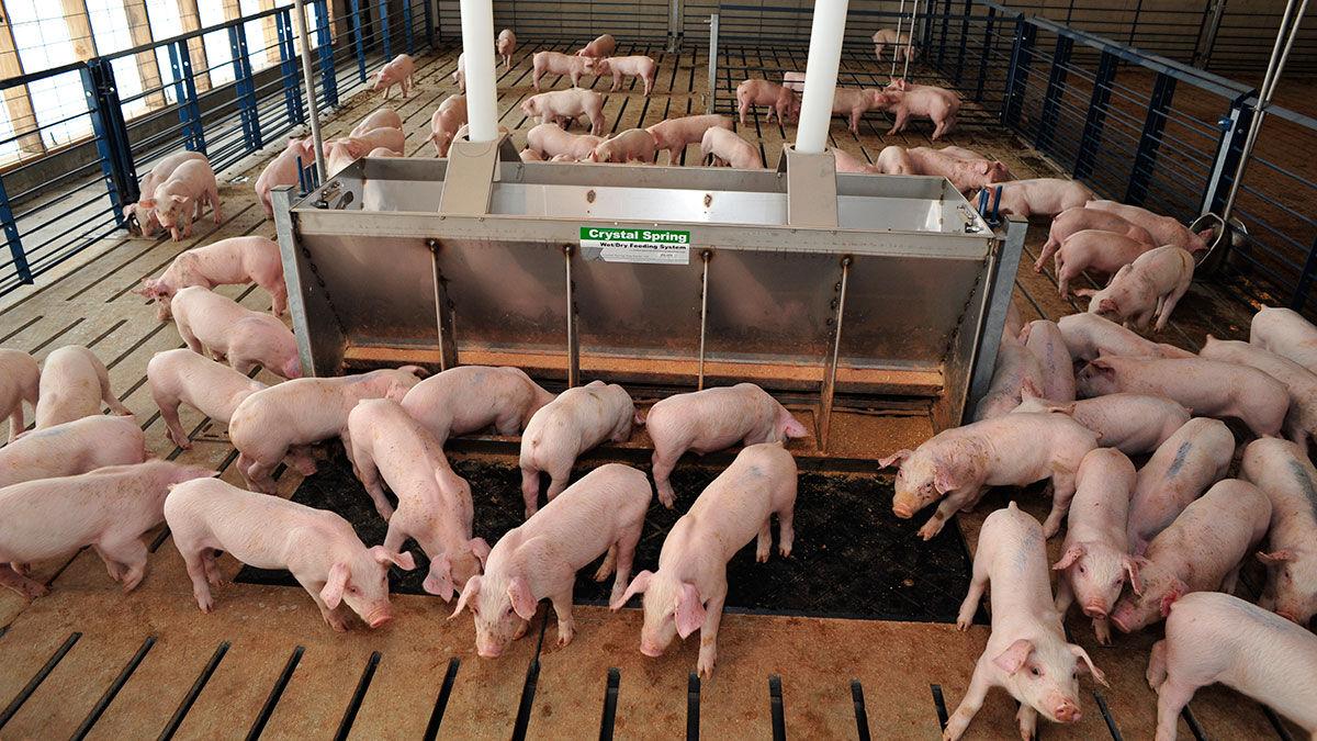 Pigs feeding