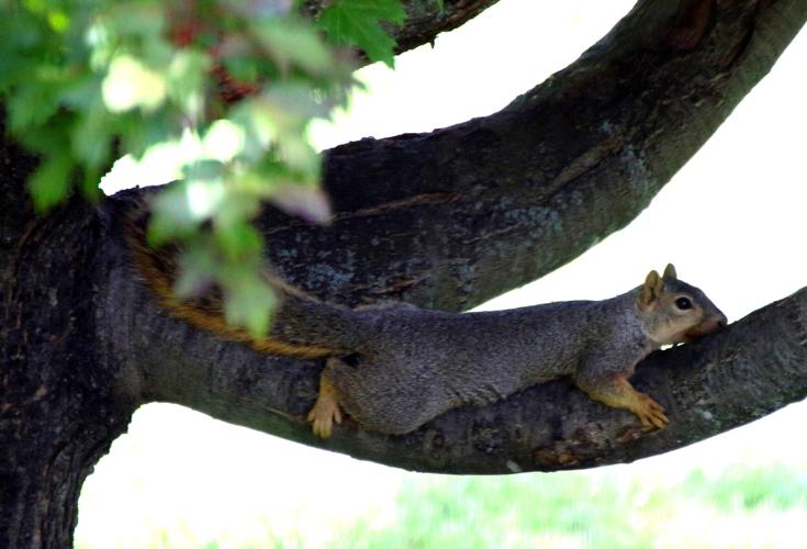 Squirrel