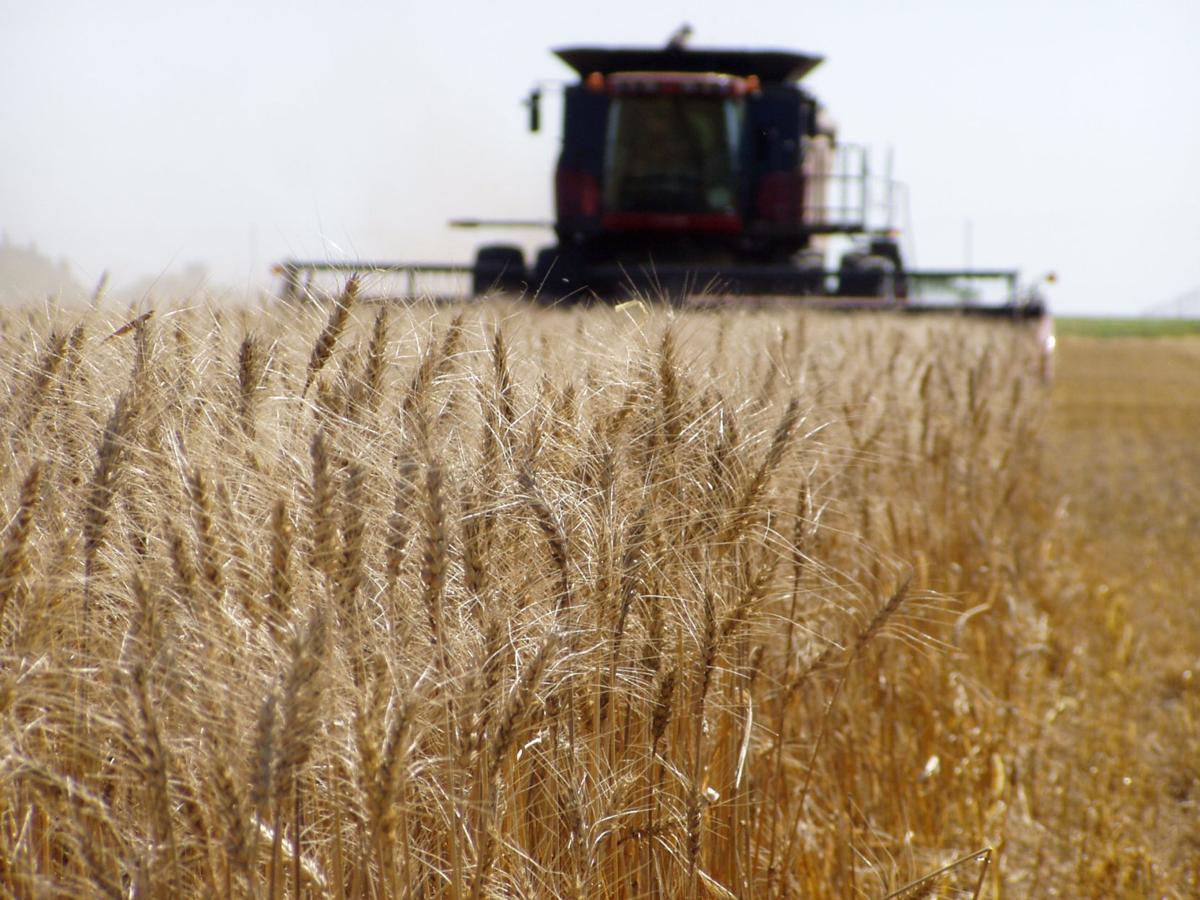 Spring Wheat Market Hoping For Better Prices In 2019 Crop