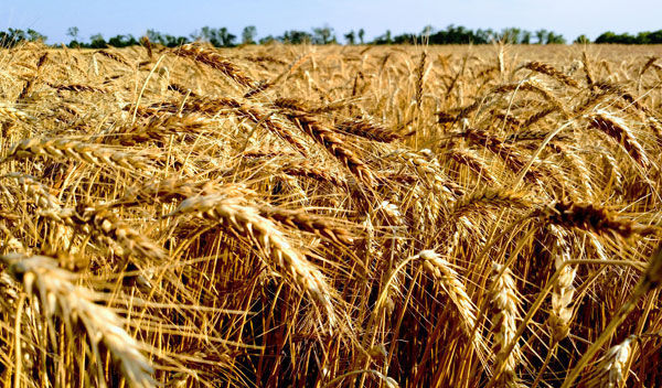 Wheat field