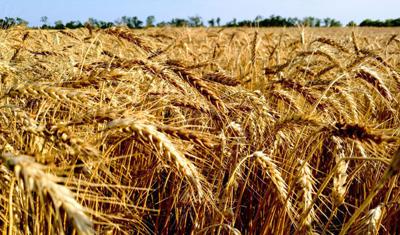 Wheat field