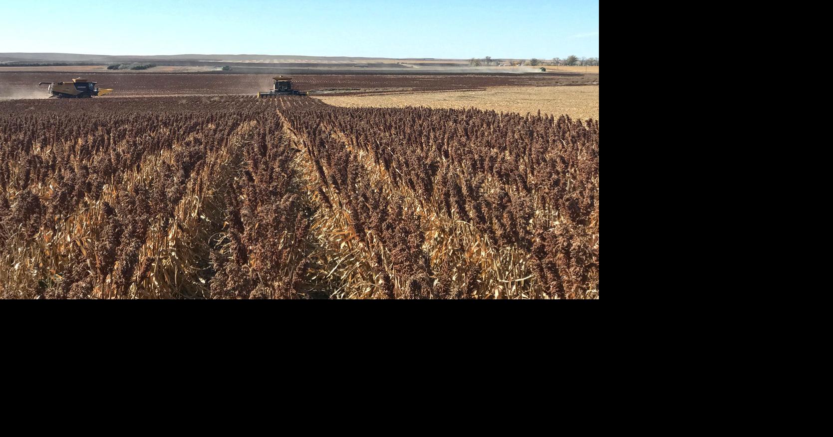 Saved by Farmers, ethanol plants turn to milo in rough year for corn