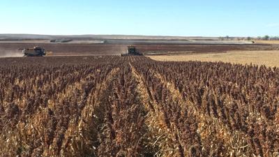 Andy Rankin Milo Harvest