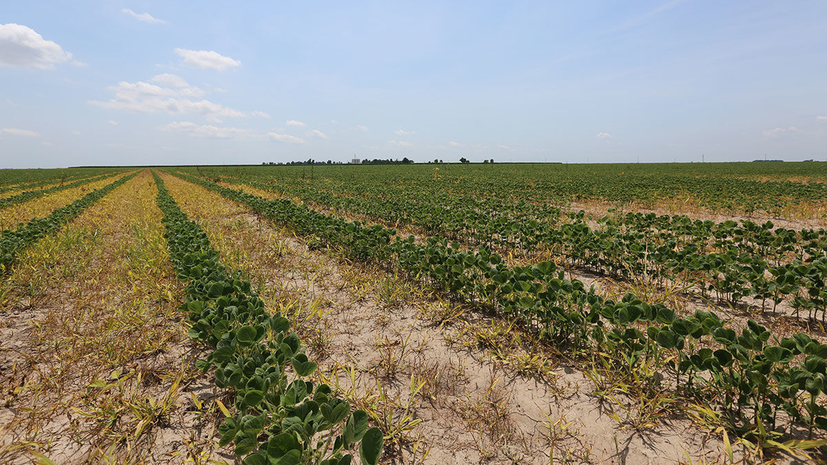 drift damage from dicamba