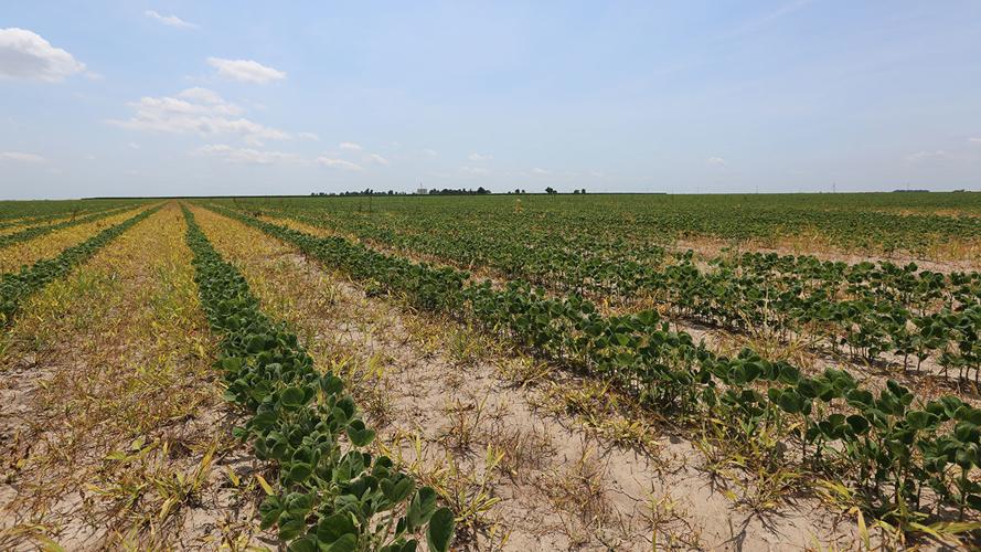 drift damage from dicamba