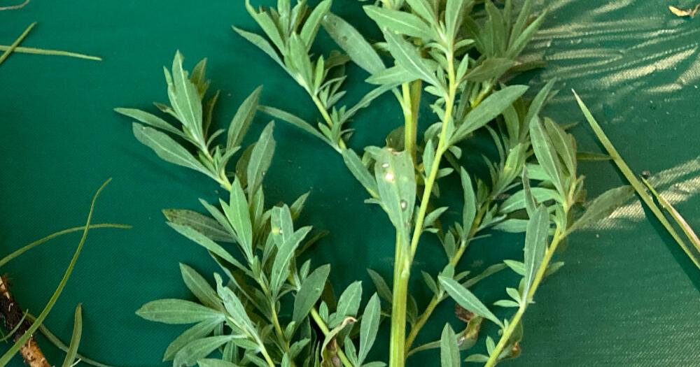 Nufarm brings new formulation of dicamba, other weed control technologies