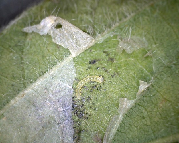 soybean tentiform leafminer 3.png