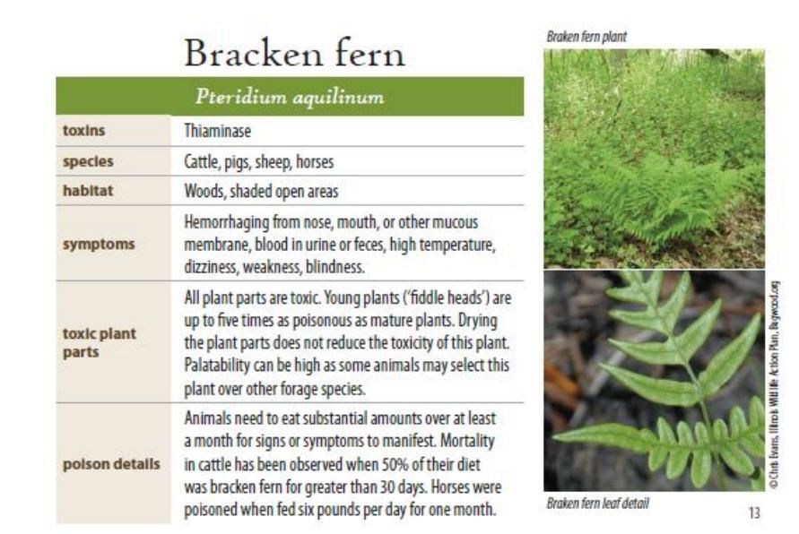 Bracken fern