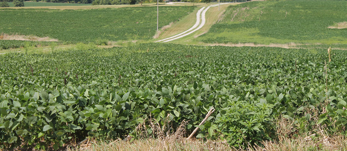 dry conditions and weeds in a field