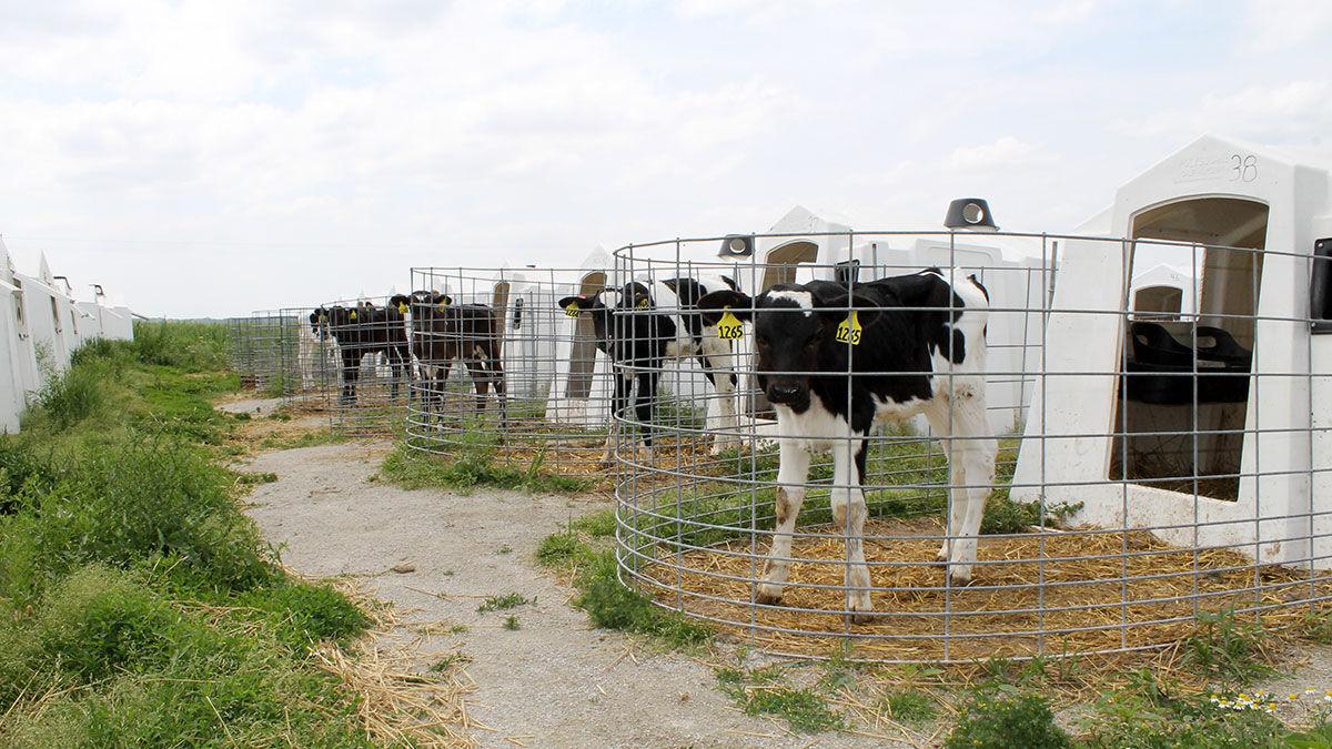 Calf hut