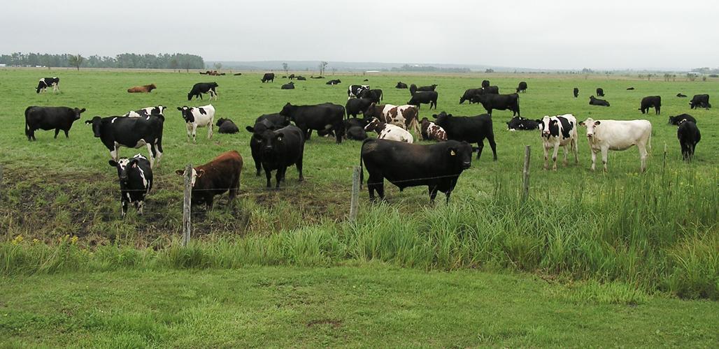 Cattle on farm