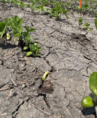Soybean emergence