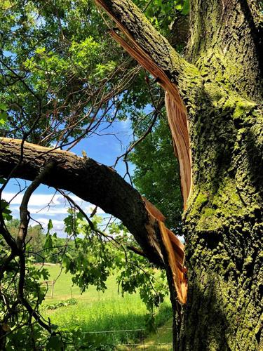 Tree splits