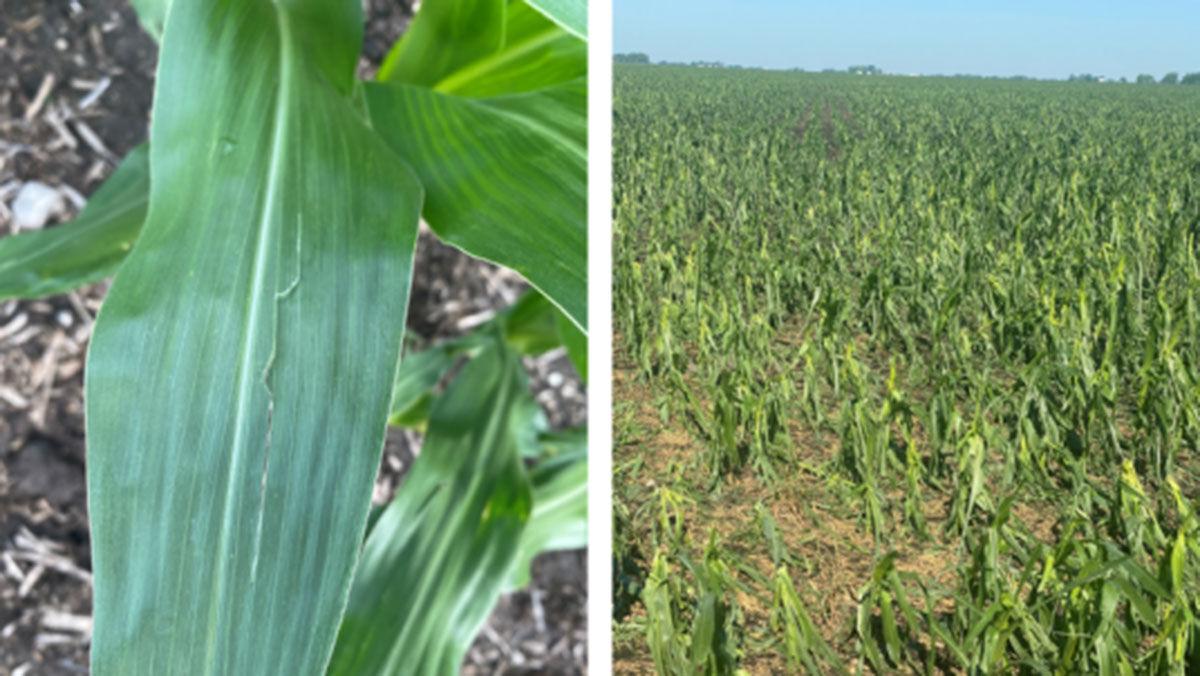 June hail damage Washington County IA