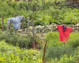 Scarecrows