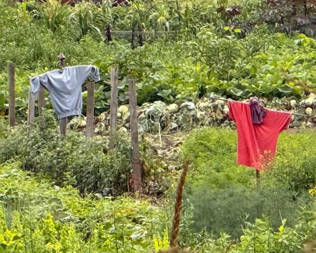 Scarecrows