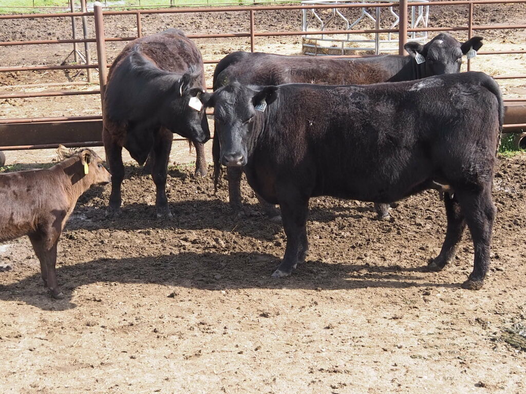 Legislative conflict