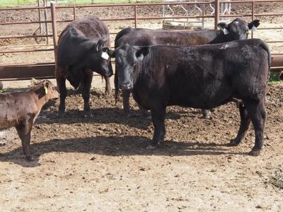 Legislative conflict