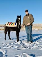 ‘Fox trotting’ horses are sturdy, make good family horses