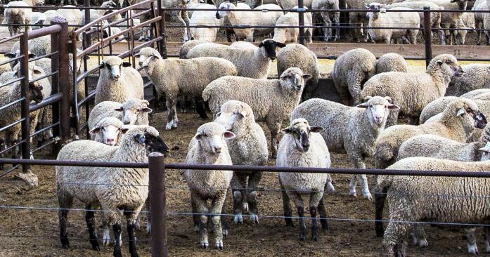 Start animals faster at feedlot | Business
