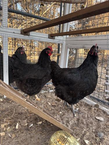 Sandhills Sunrise (4).jpeg