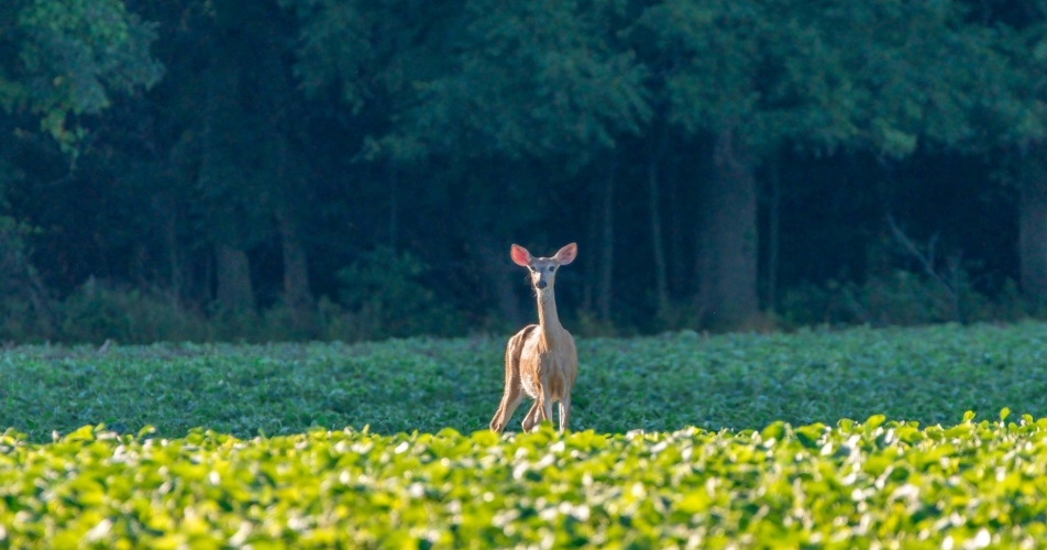 Buck stops here: find solutions to deer damage in crops