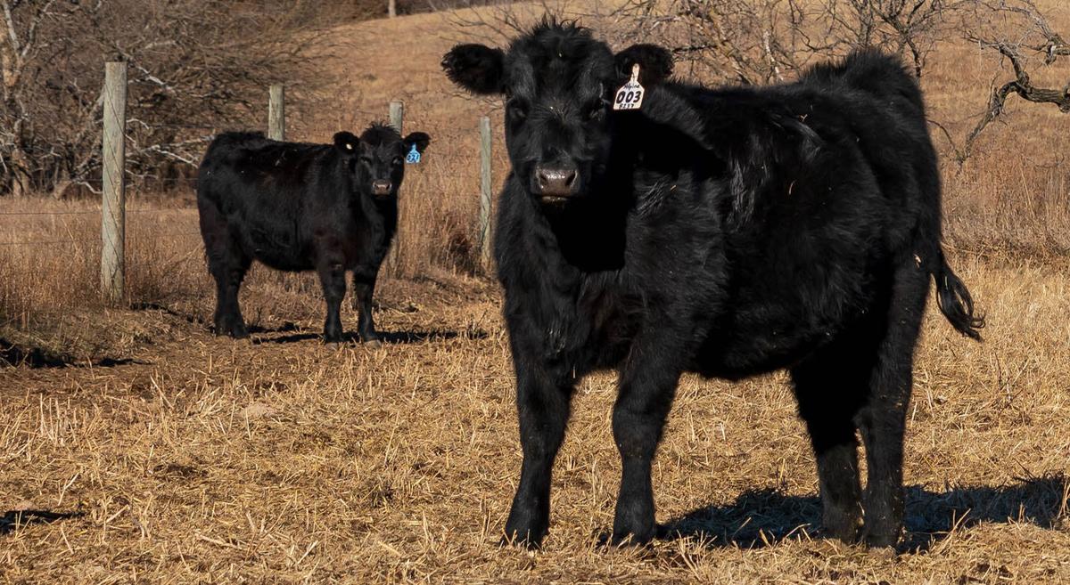 Heifers
