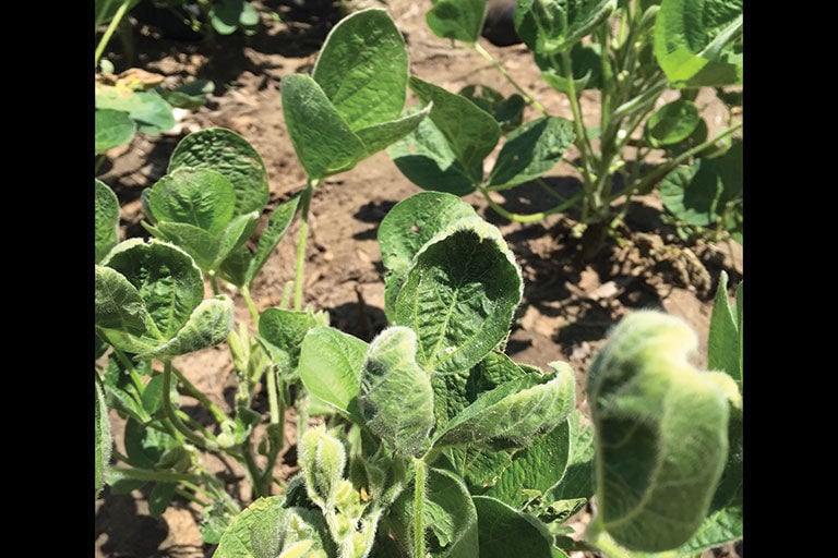 dicamba drift soybeans