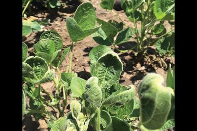 dicamba drift soybeans
