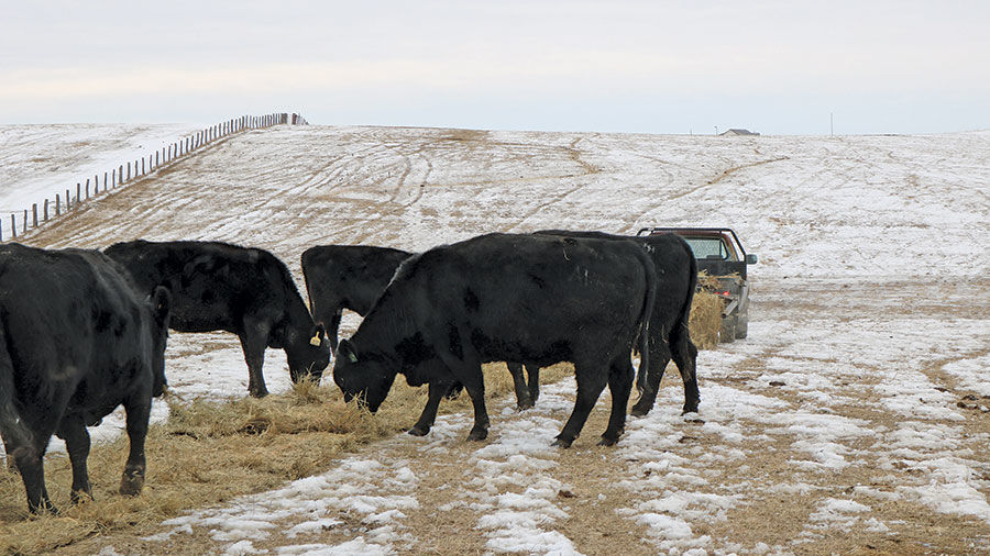 Winter cattle feeding
