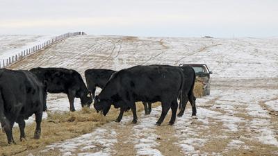 Winter cattle feeding
