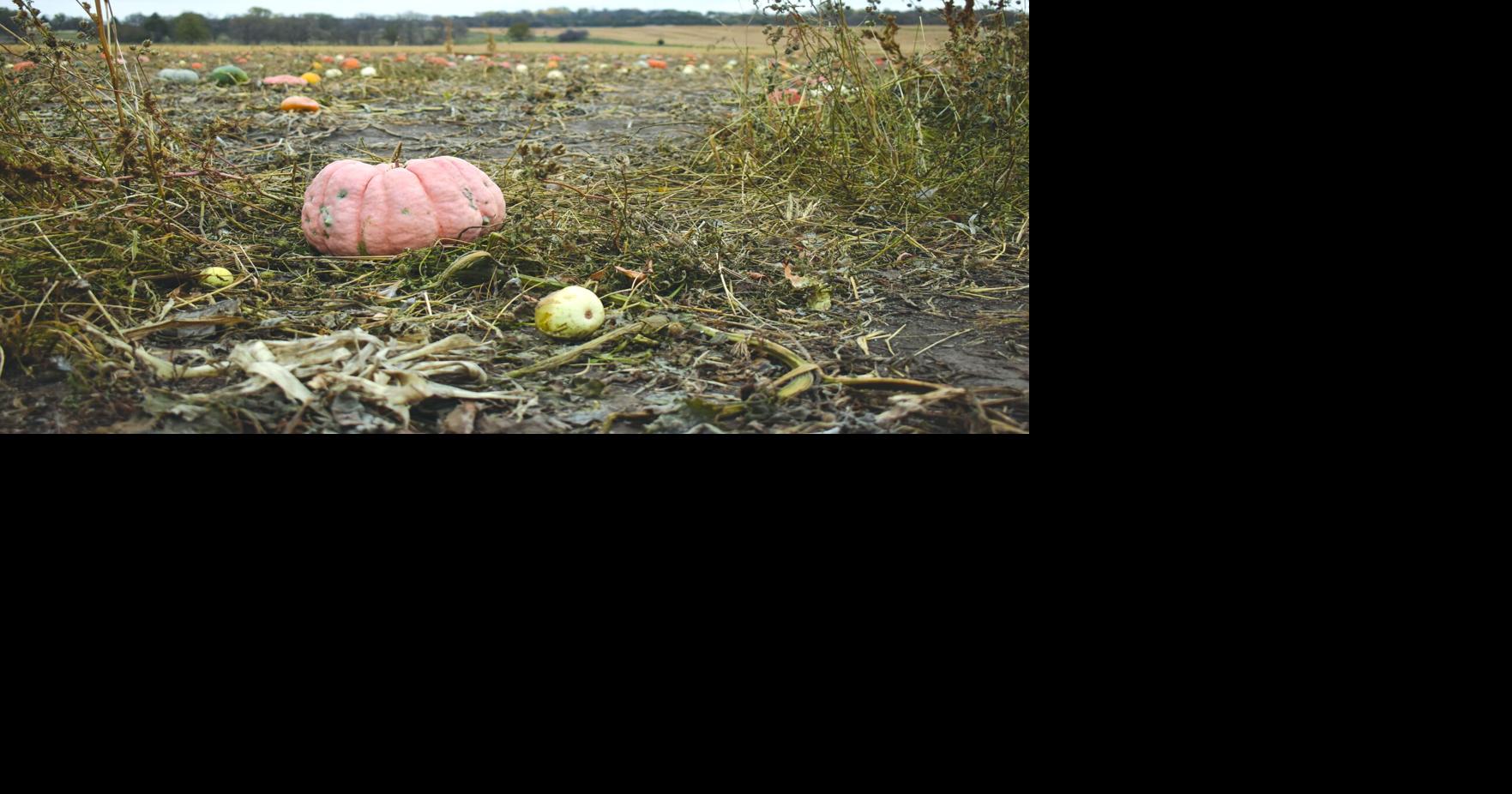 Century-old Cherry Rock Farms cultivates community alongside produce