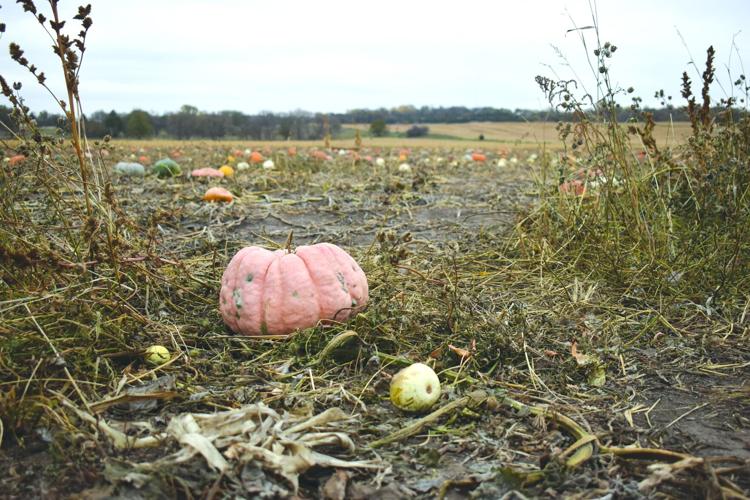 Cherry Rock (1) worked.jpg