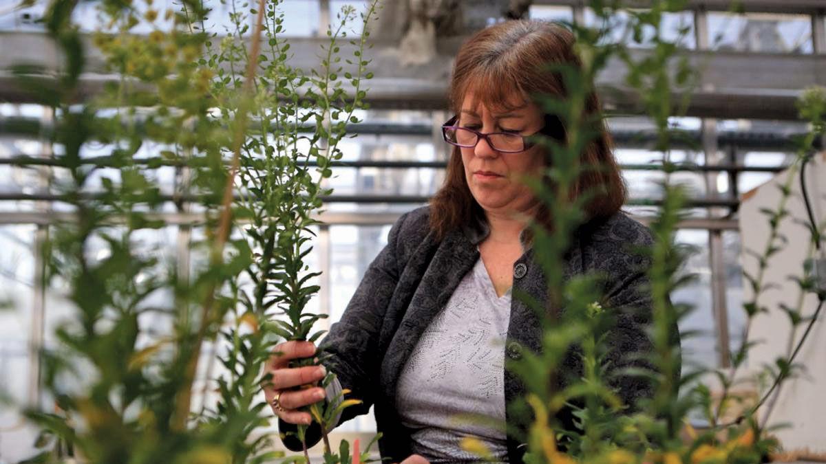 Kristine Menn, greenhouse coordinator