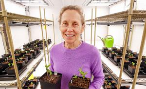 When microbes cooperate, crops win